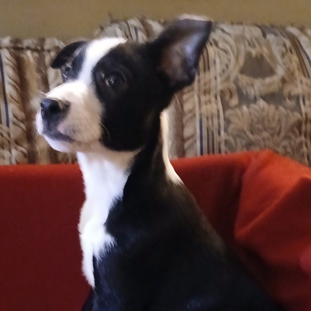 Alonzo
