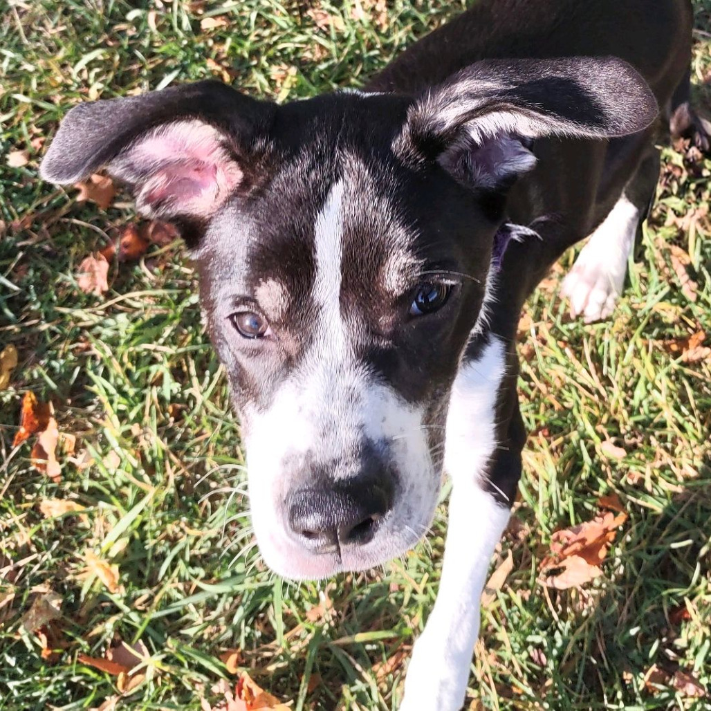Taffy, photo 17