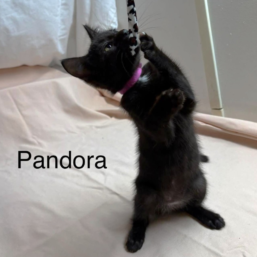Pandora, photo 4