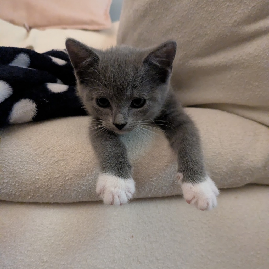 BLUEBELL - Domestic Shorthair available for adoption