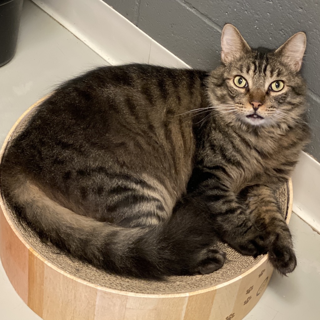 Dakota * Bonded with Atlas * Costa Mesa Location, photo 17