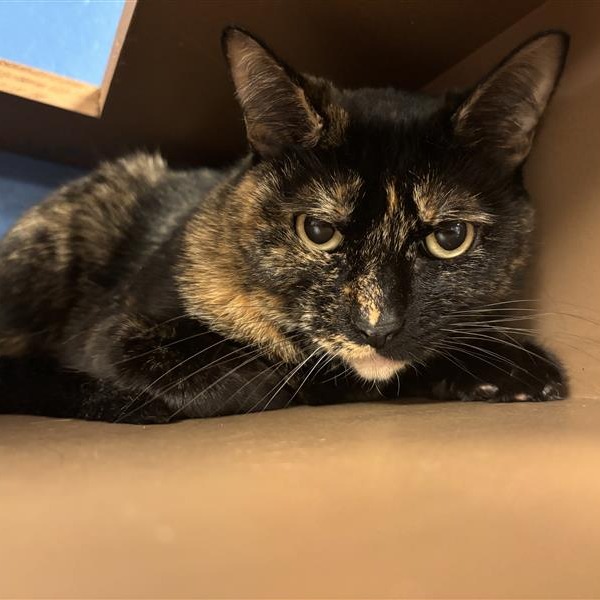 Blossom: Female 24 Domestic Shorthair