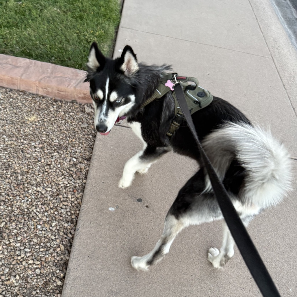 Shasta picture #14