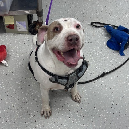 Bella — thumbnail 10