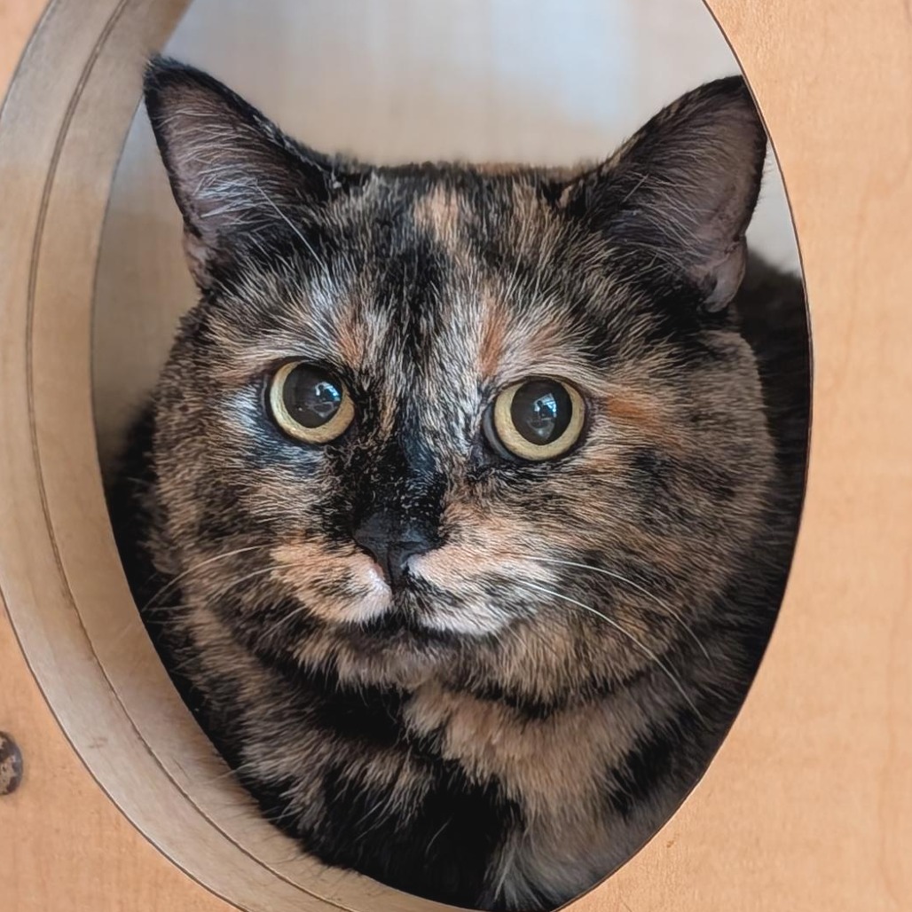 JACKIE - Domestic Shorthair available for adoption