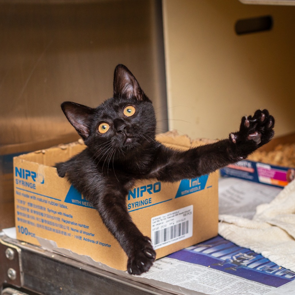 WENDY - Domestic Shorthair / Mix for adoption in Hattiesburg