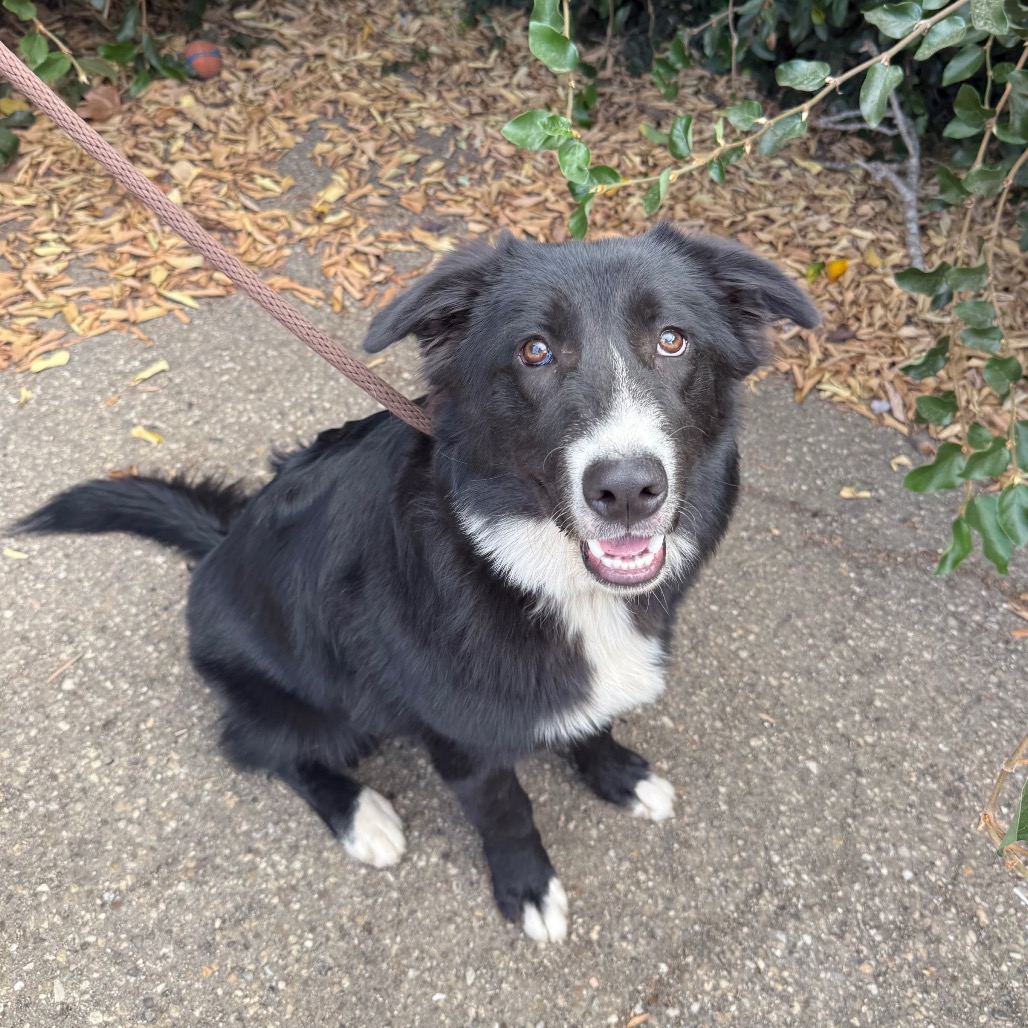 Scout, photo 6