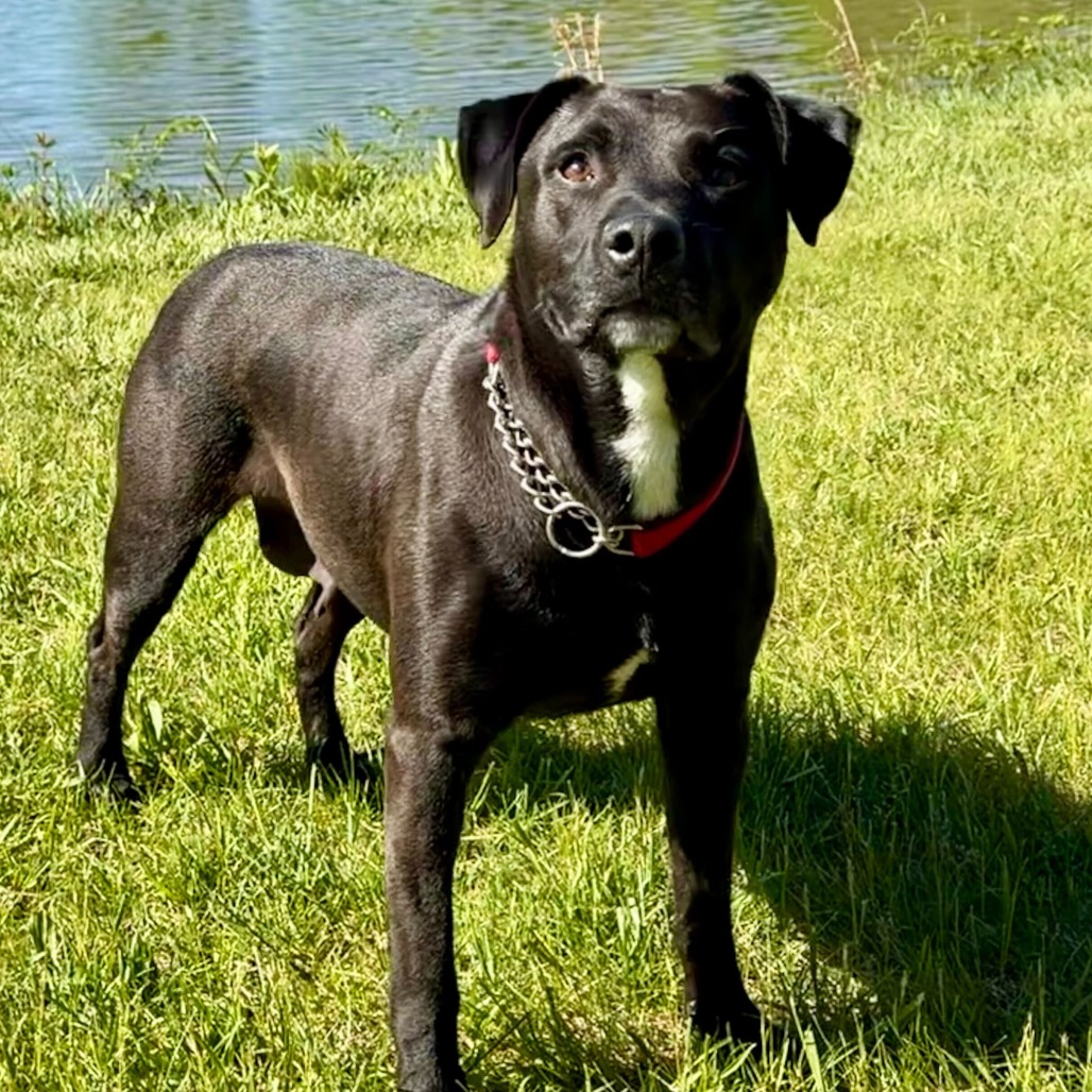 SERAPHINA - Retriever, Labrador / Mixed Breed (Medium) for adoption in Dayton