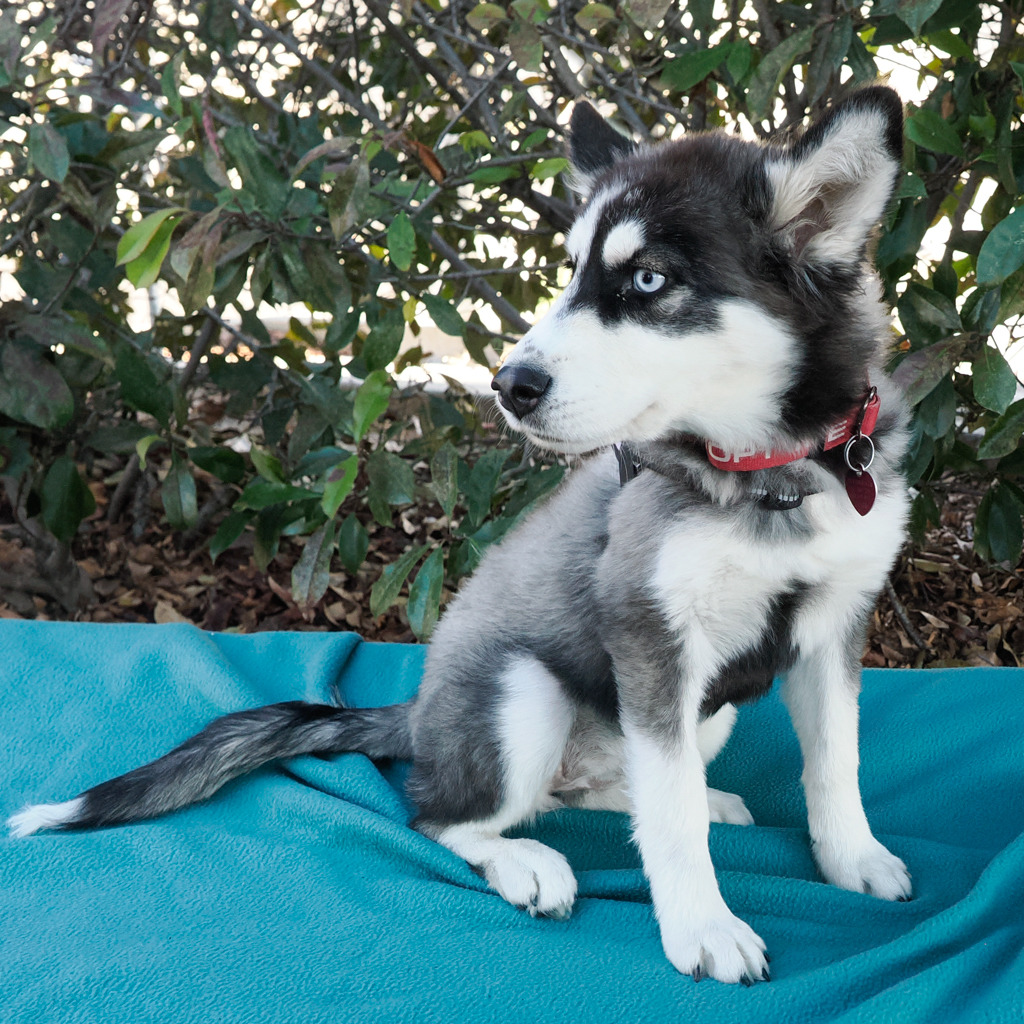 ANNIE SUE, photo 4