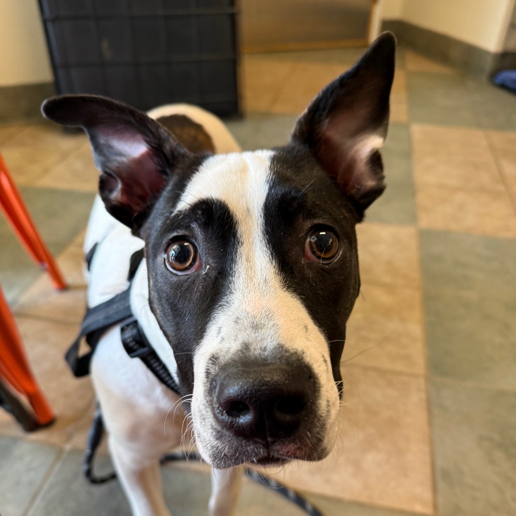 Peter Pan — thumbnail 7