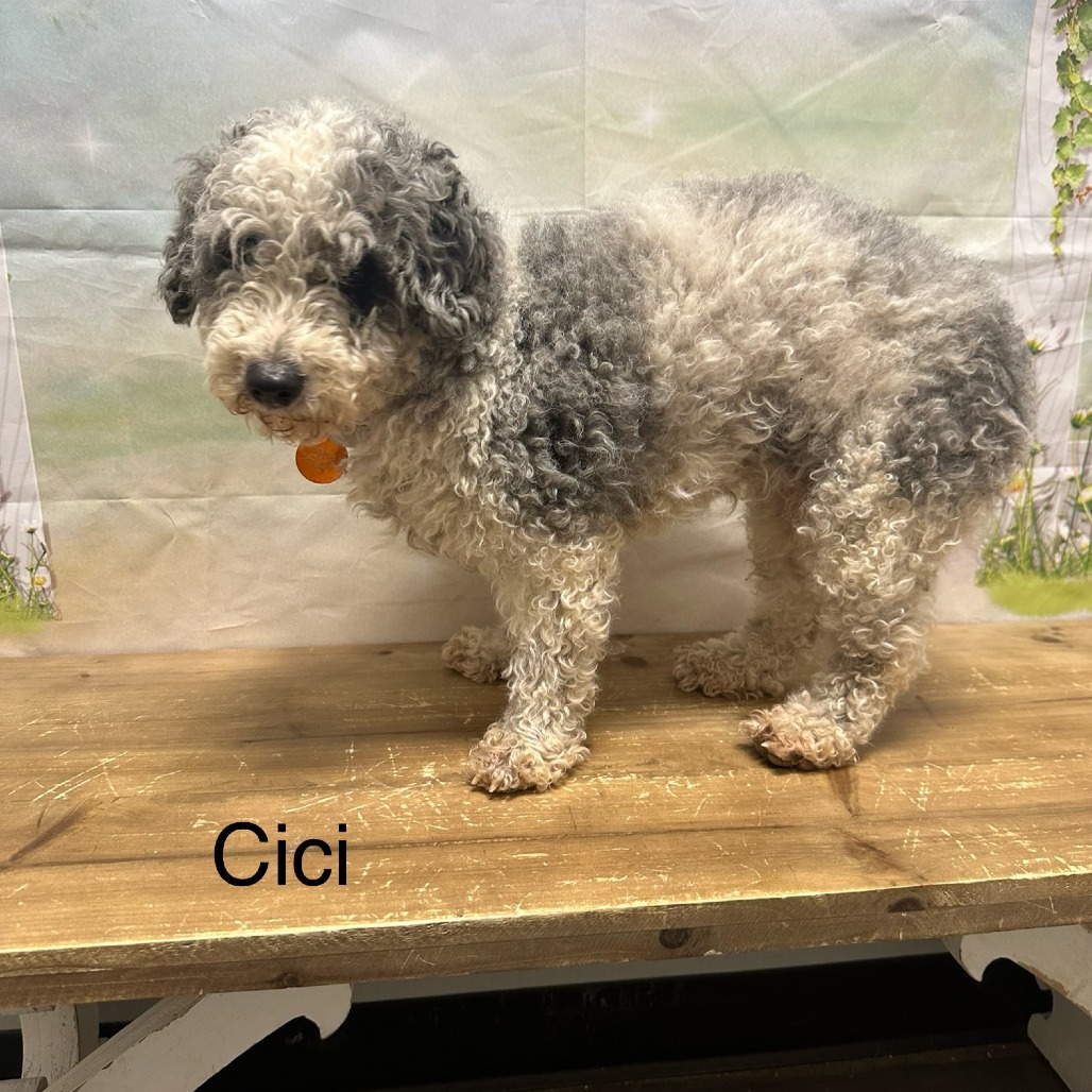 Cici, photo 4
