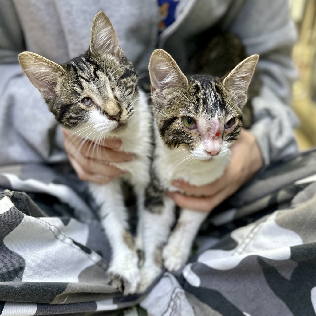 Graceland — thumbnail 4