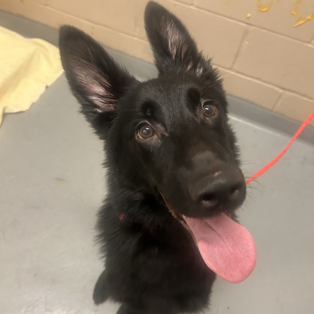 German Shepherd