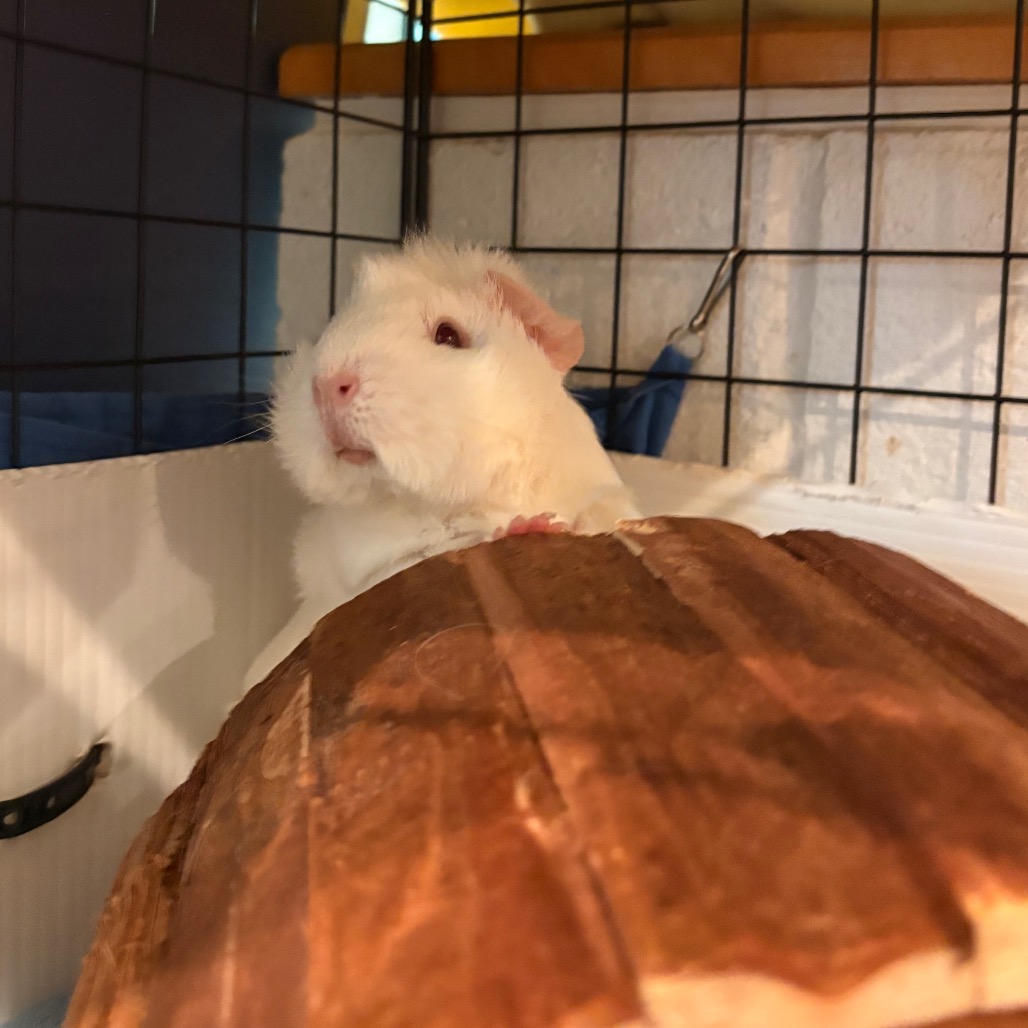 Coco, photo 9