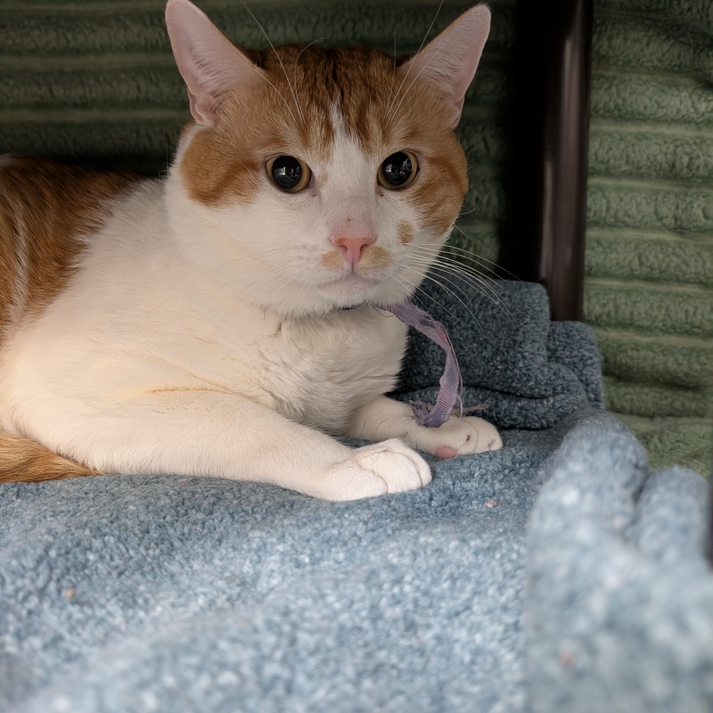 ICHIGO - Domestic Shorthair available for adoption