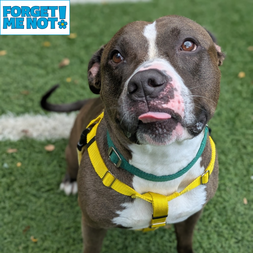 BULLY - Terrier / American Pit Bull available for adoption