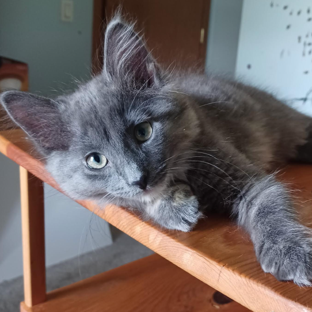 Brieley, available for adoption