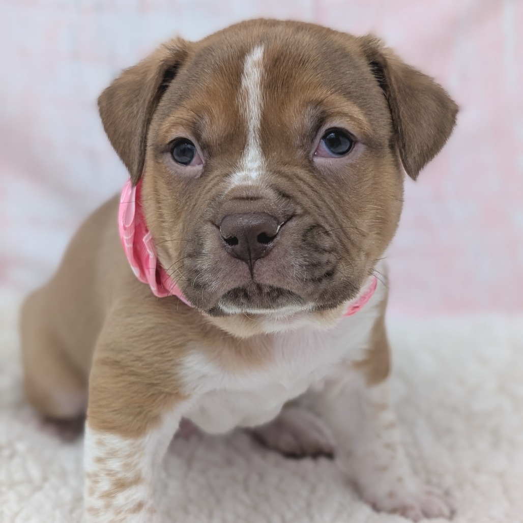 Casanova — thumbnail 2