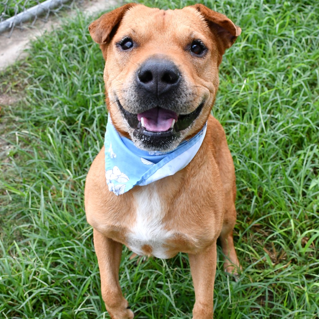 COOPER - Catahoula Leopard Dog available for adoption