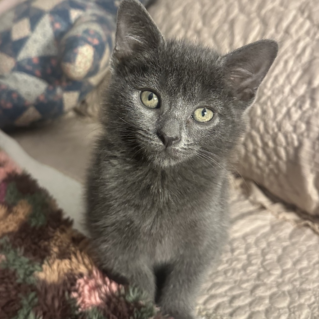 WINDY - Domestic Shorthair available for adoption