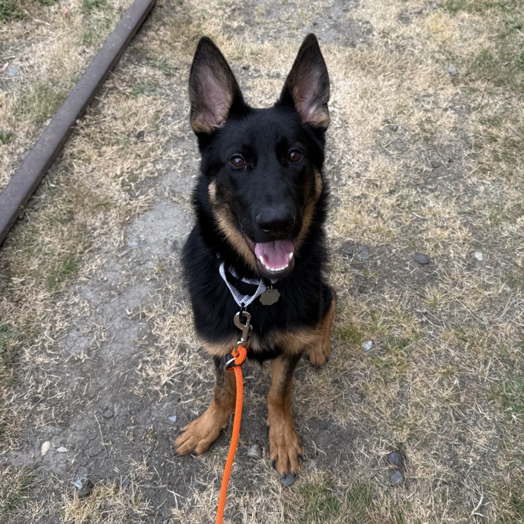German Shepherd