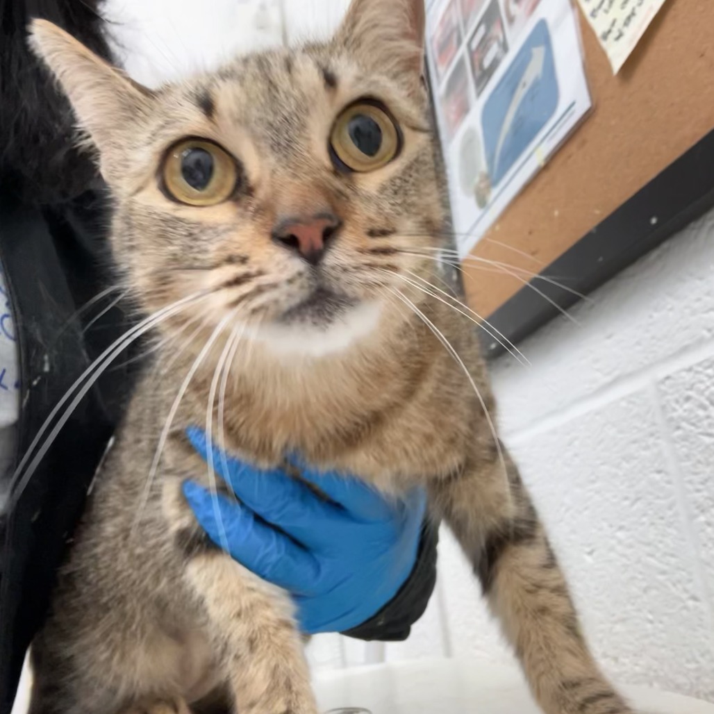 Blissa, available for adoption at PVAS