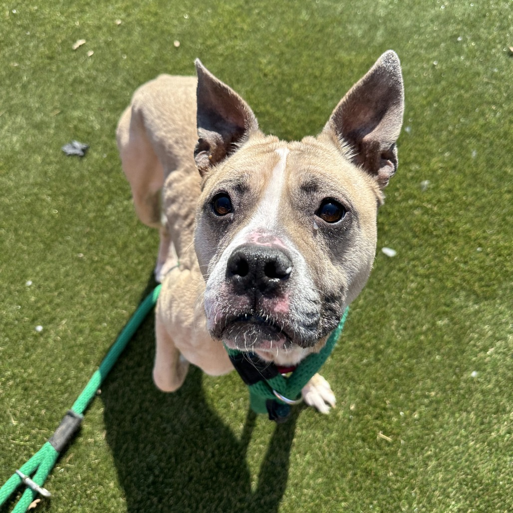 Peaches — thumbnail 2