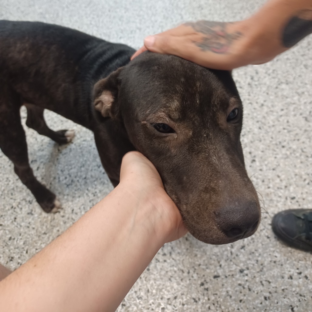 QUEEN BEE - Terrier, American Staffordshire / Mix available for adoption