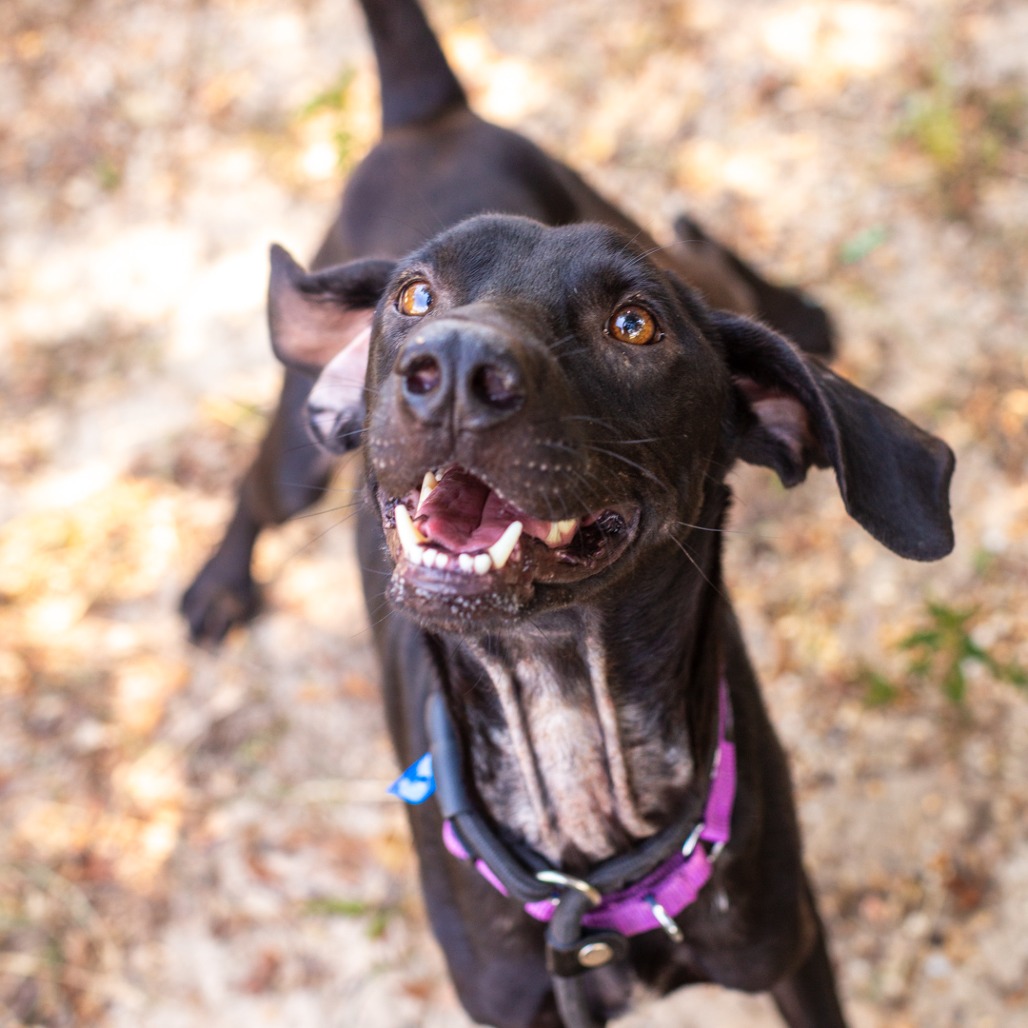 HANK - Retriever, Labrador / Foxhound, American available for adoption
