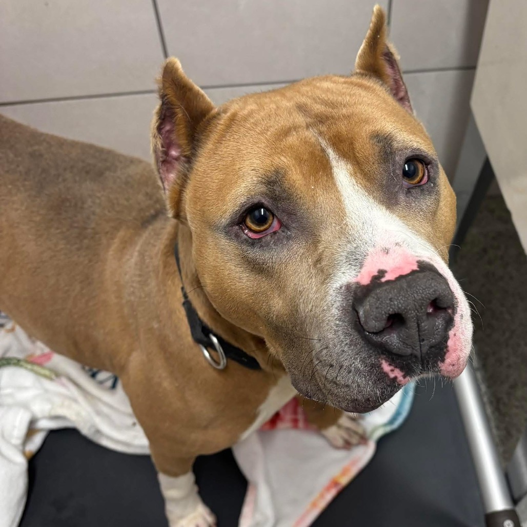 Prince Draco — thumbnail 3