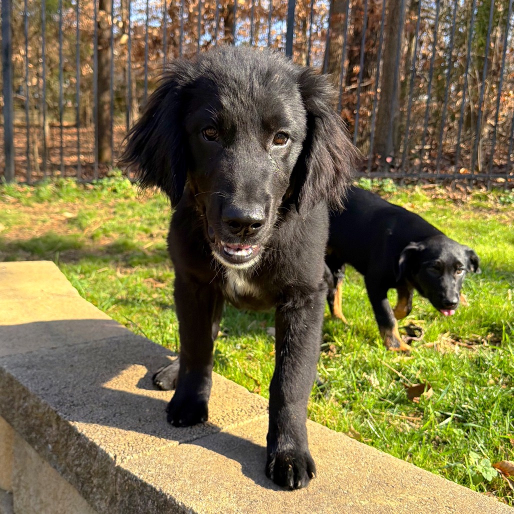 Rigby — thumbnail 2