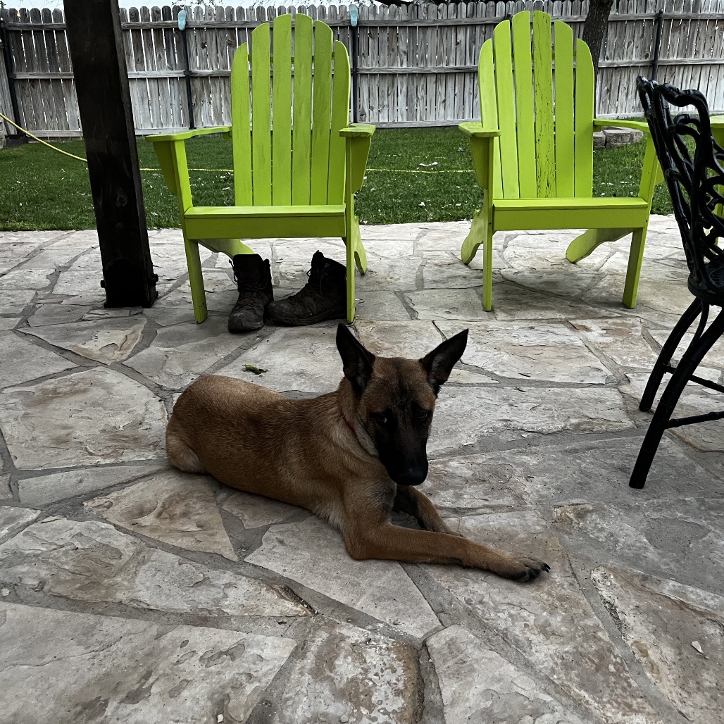Lilly, photo 4