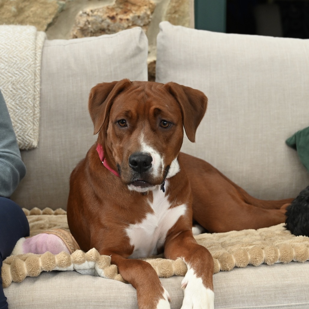 DREX - Retriever, Labrador / Coonhound, Redbone available for adoption