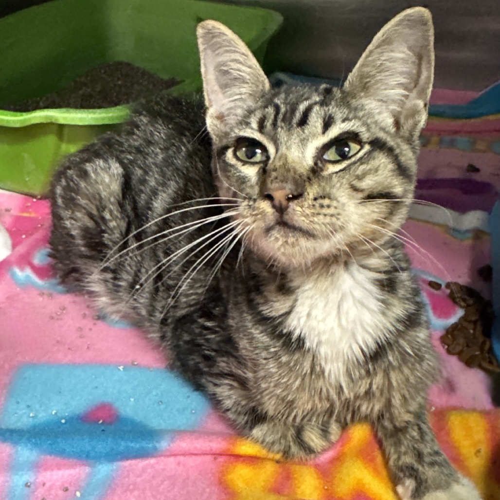ELIO - Domestic Shorthair available for adoption