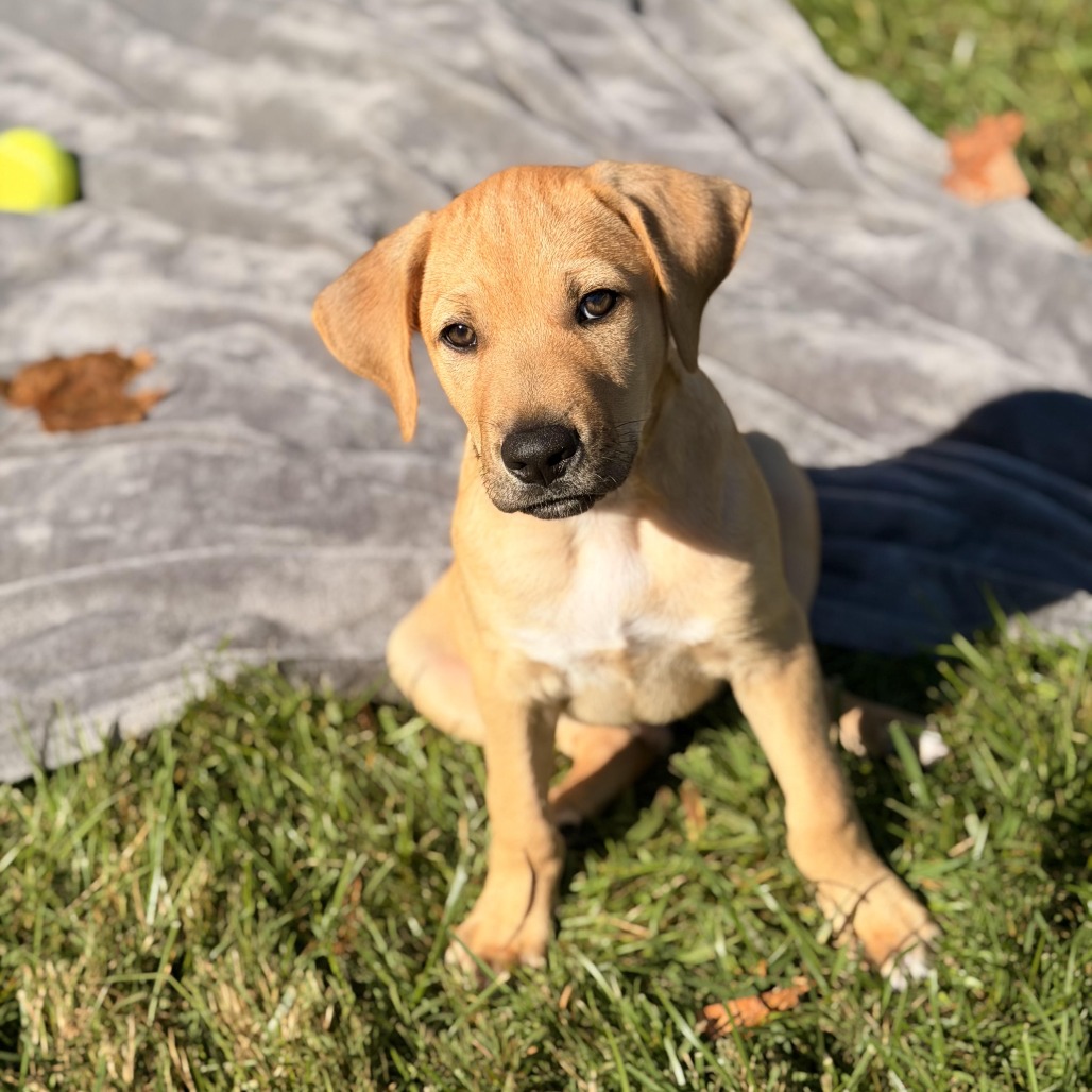 Gus