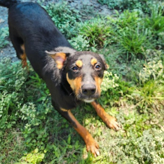Molly photo 15