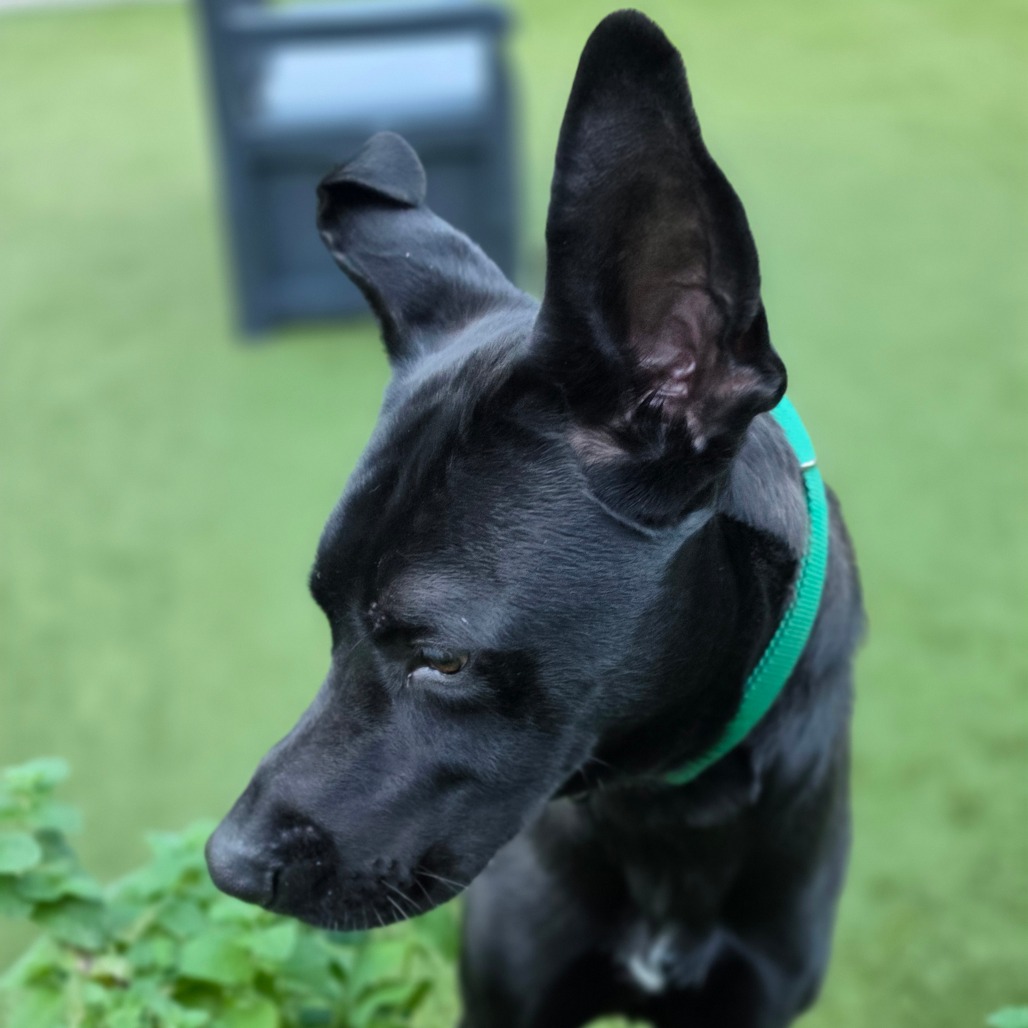 Meatball, photo 18