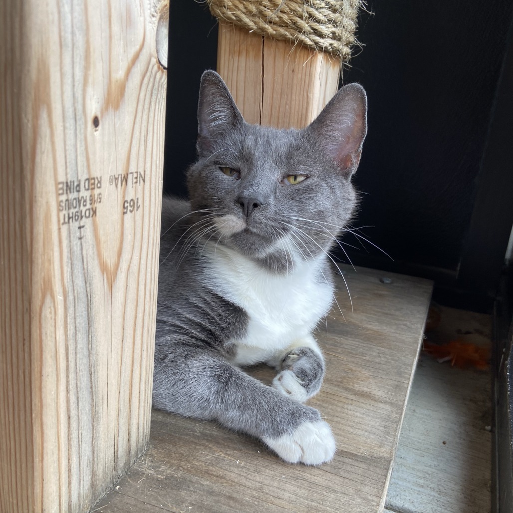 PEEKABOO - Domestic Shorthair available for adoption