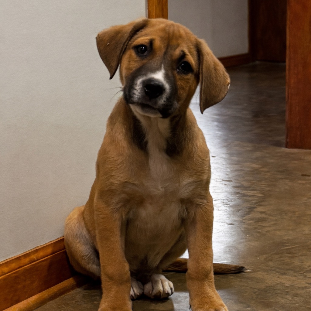 Leo (formerly Pistachio, photo 14