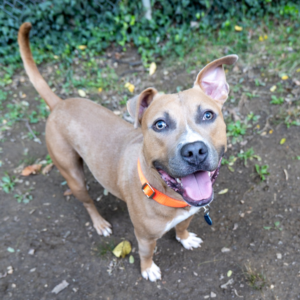 THE DUKE OF ROLLAND - Terrier / American Pit Bull available for adoption
