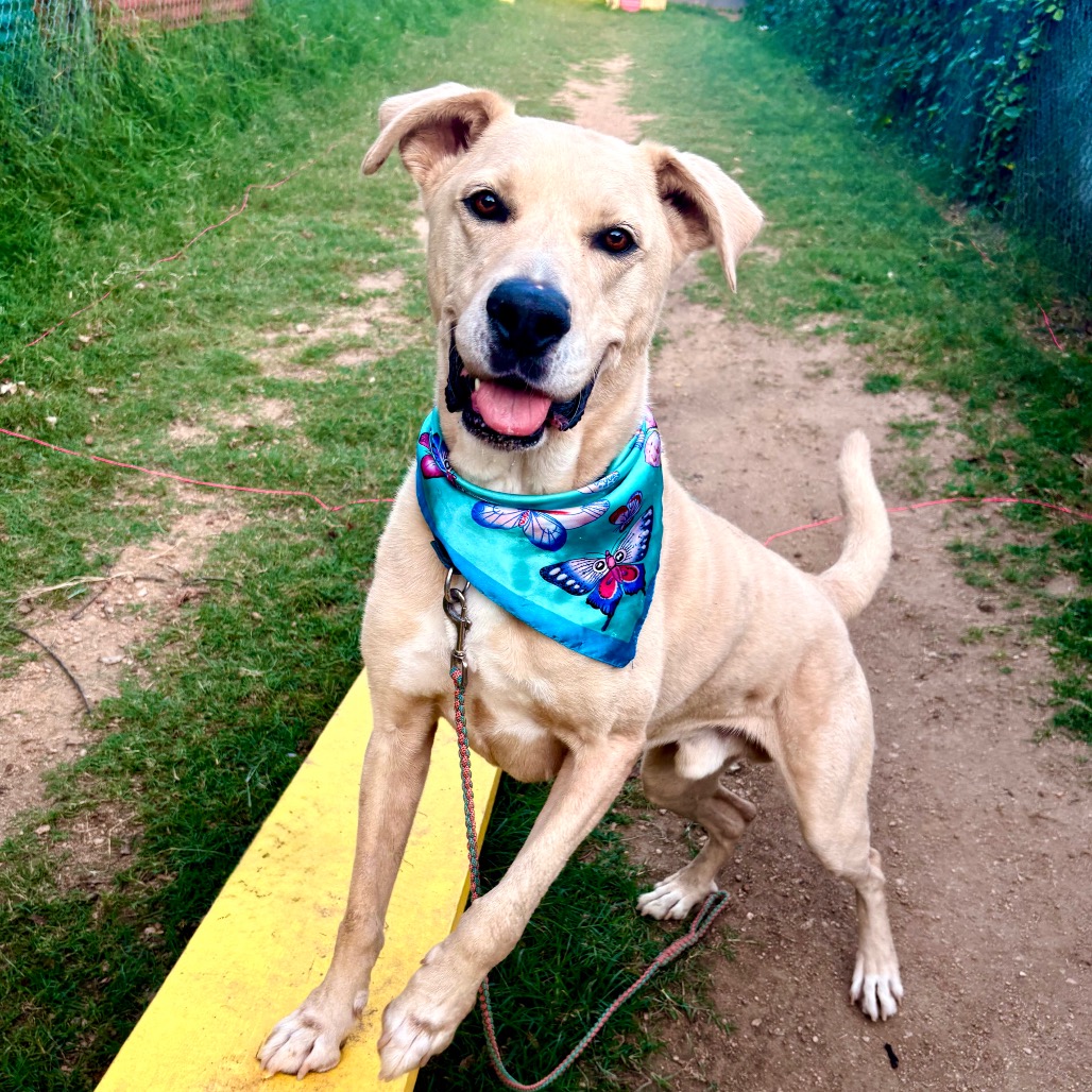 Watson, adoptable senior dog