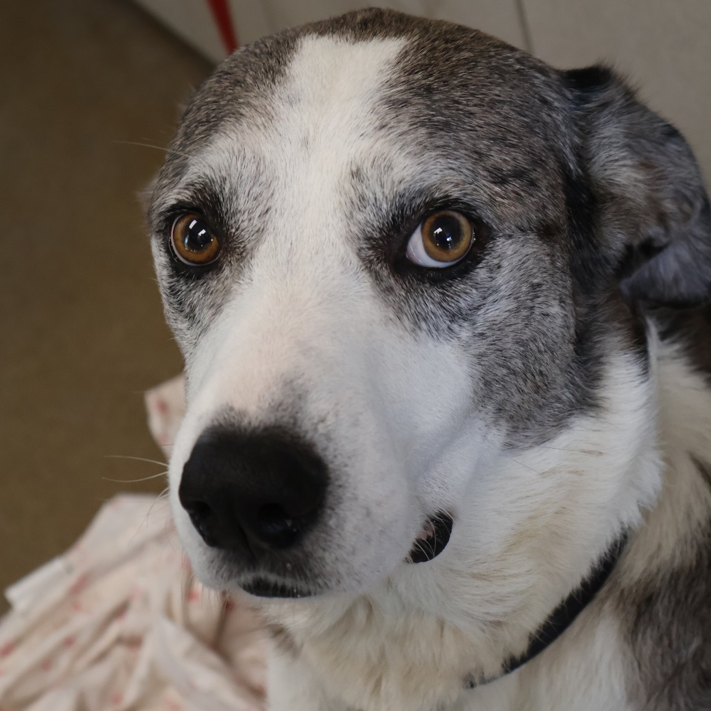 Pongo, photo 15