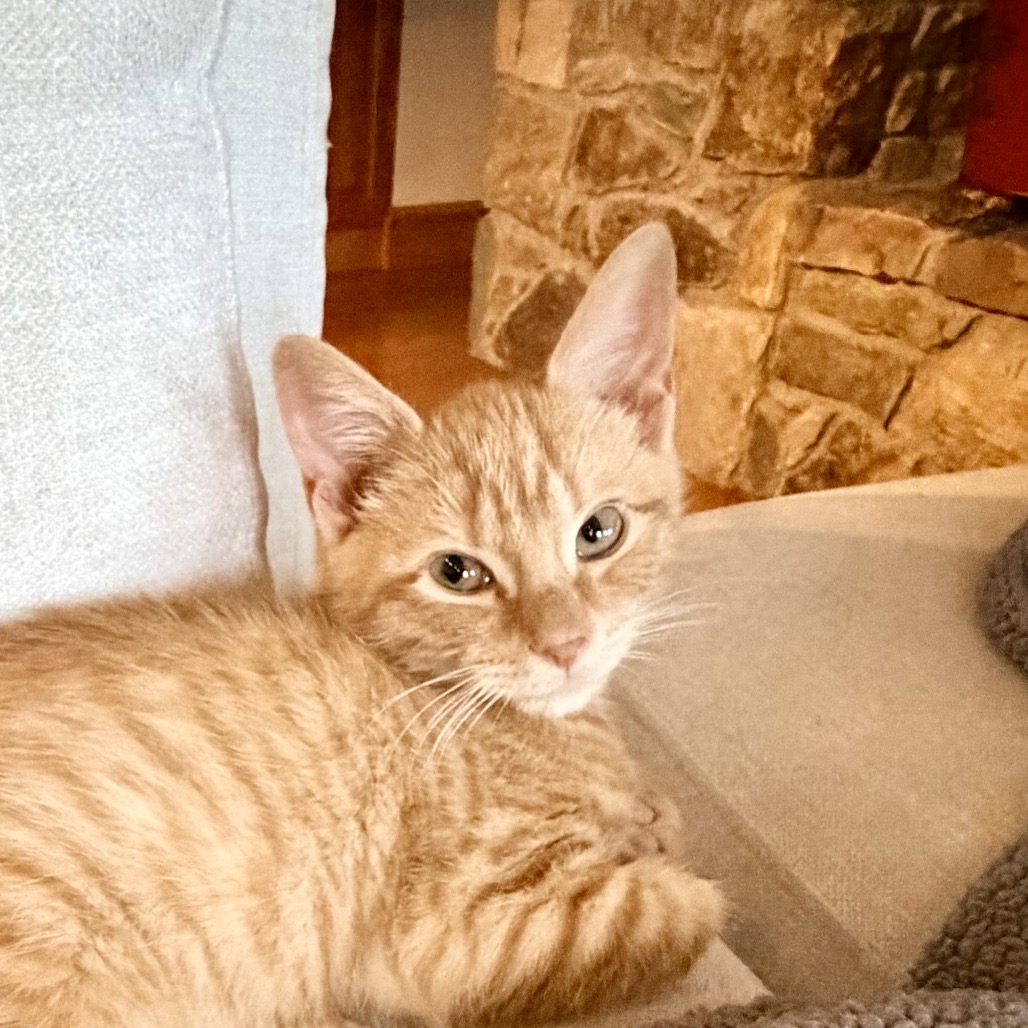 Pumpkin, photo 4