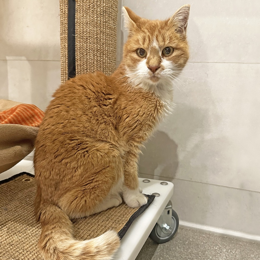 Shelter Mountain: A Virgin River Novel By Robyn Carr