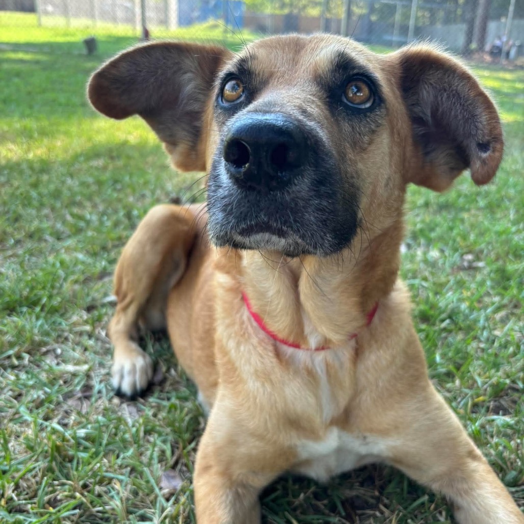 Hazel, photo 19