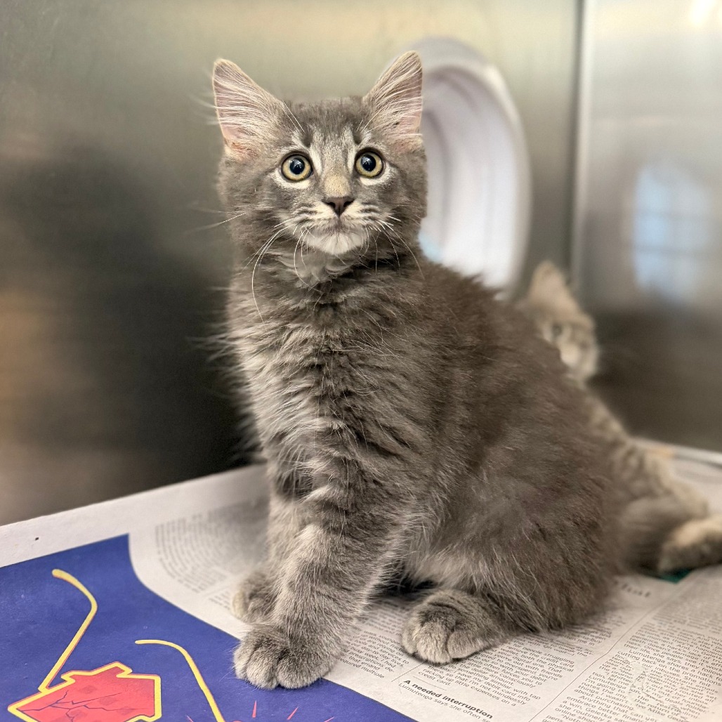 BUTCH - Domestic Longhair available for adoption