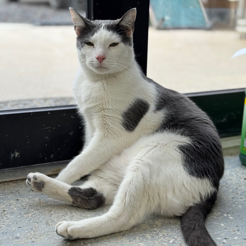 Bean, photo 14