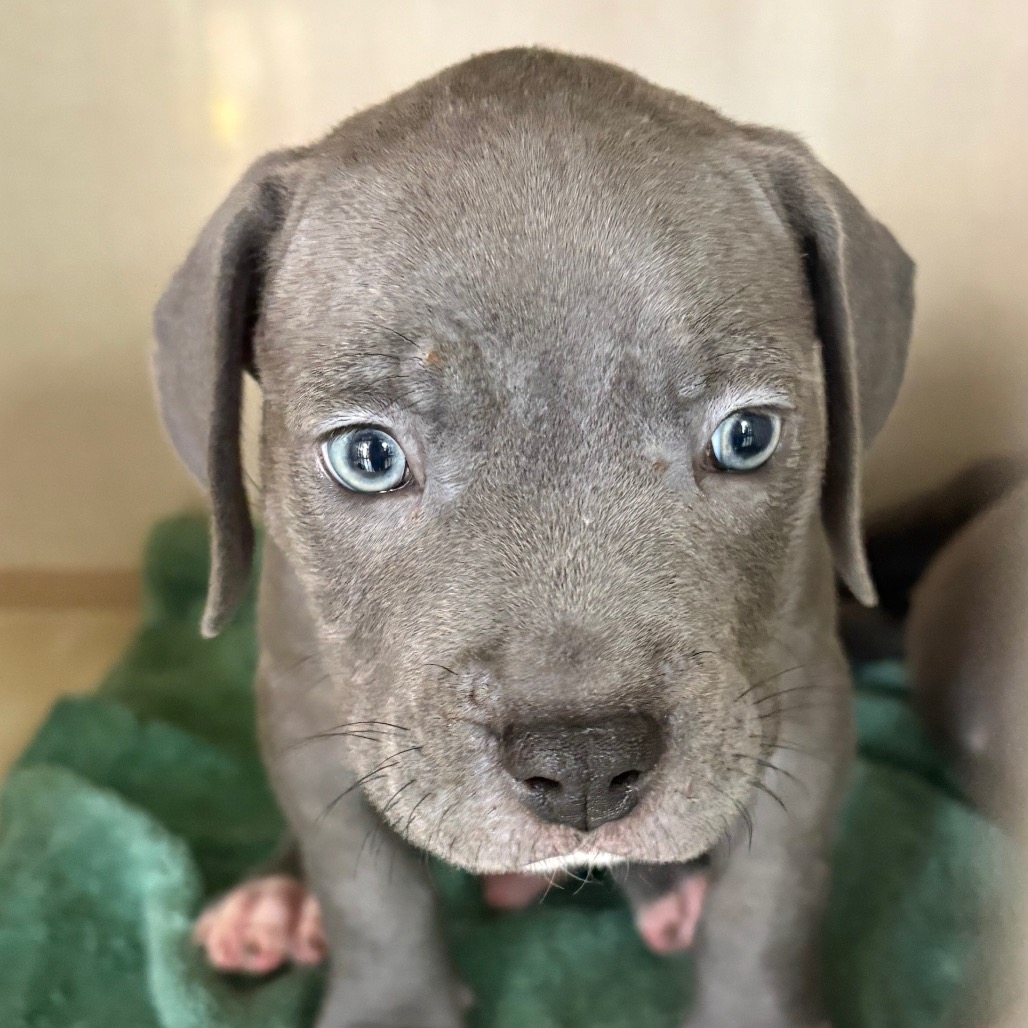 Pit Bull