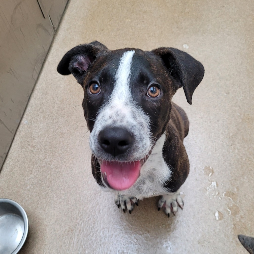 Photo of The Duke, a dog adopted from Gulf Coast Humane Society