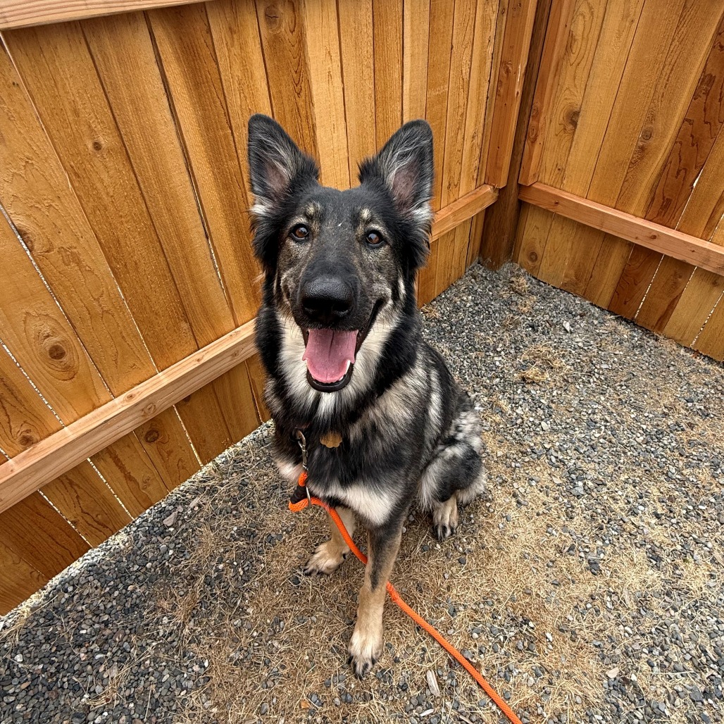 German Shepherd